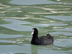 Fulica atra