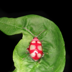 Omophoita sexnotata