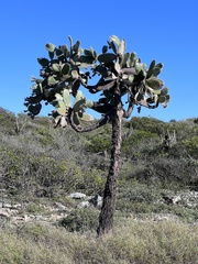 Consolea rubescens