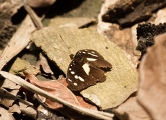 Aterica galene extensa