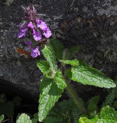 Stachys gilliesii