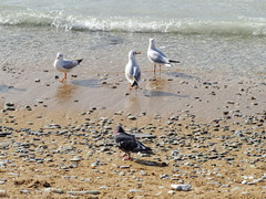 Columba livia domestica