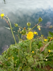 Sonchus oleraceus