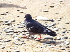 Columba livia domestica
