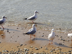 Chroicocephalus ridibundus