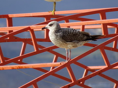 Larus michahellis