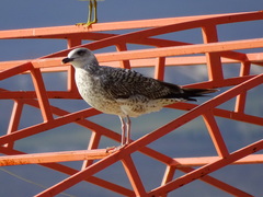 Larus michahellis