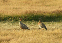 Chloephaga rubidiceps