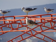Larus michahellis