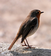 Erithacus rubecula