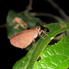 Hesperiidae