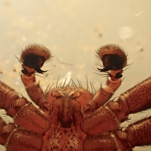 Double-banded Crab-spider