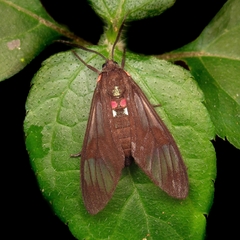 Phoeniostacta haematabasis