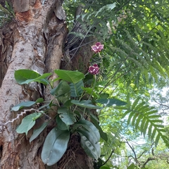 Orchidaceae