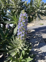 Echium acanthocarpum