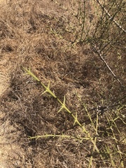 Colletieae
