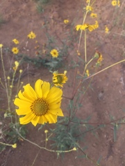 Helianthus gracilentus