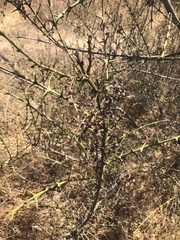 Colletieae