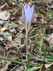 Crocus variegatus