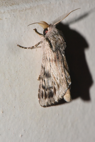 Iridoplitis malgassica