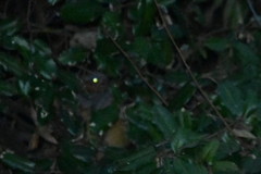 Bambusicola thoracicus