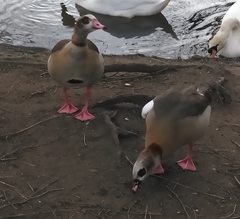 Alopochen aegyptiaca