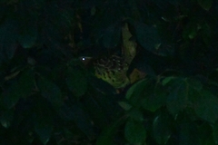 Bambusicola thoracicus