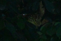 Bambusicola thoracicus