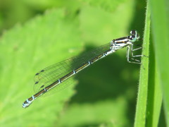 Coenagrion