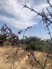 Colletieae