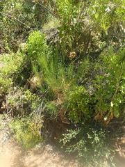 Anginon difforme