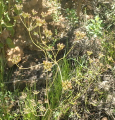 Anginon difforme