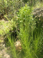 Anginon difforme