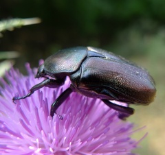 Protaetia angustata