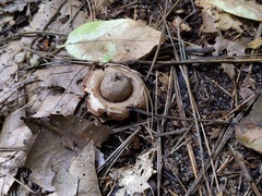 Geastrum morganii