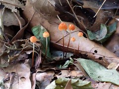Marasmius fulvoferrugineus