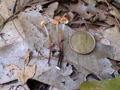 Marasmius fulvoferrugineus