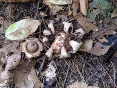 Geastrum morganii