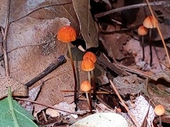 Marasmius fulvoferrugineus