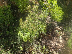 Lichtensteinia interrupta