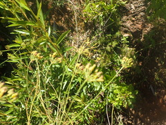 Lichtensteinia interrupta