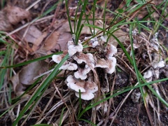 Thelephora americana