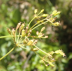 Lichtensteinia interrupta