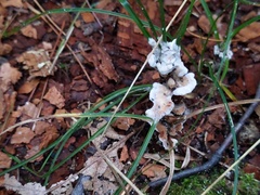 Thelephora americana