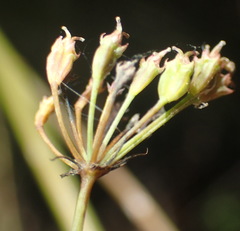 Lichtensteinia interrupta