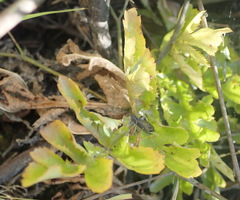 Lichtensteinia interrupta