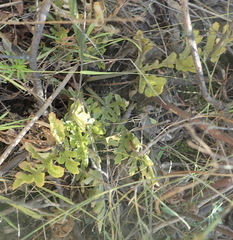 Lichtensteinia interrupta