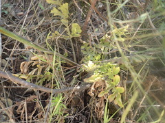 Lichtensteinia interrupta