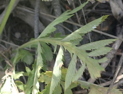 Lichtensteinia interrupta