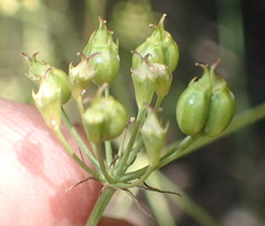 Lichtensteinia interrupta